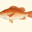 Image of Jordan's snapper