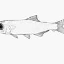 Image of Sanaga pygmy herring