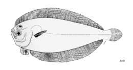 Image of Brown lefteye flounder