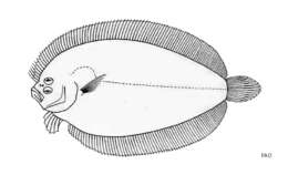 Image of Fison&#39;s flounder