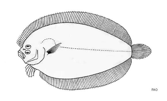 Sivun Arnoglossus fisoni Ogilby 1898 kuva