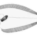 Image of Sharp-snout lefteye flounder