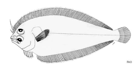 Sivun Arnoglossus oxyrhynchus Amaoka 1969 kuva