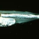 Image of Hawaiian surf sardine