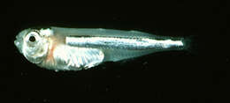 Image of Hawaiian surf sardine