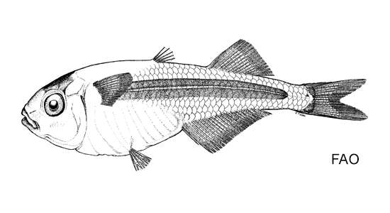 Image of Insular surf fish