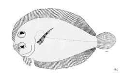 Image of Bellona flounder