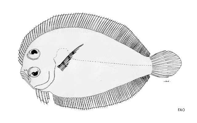 Image of Bellona flounder