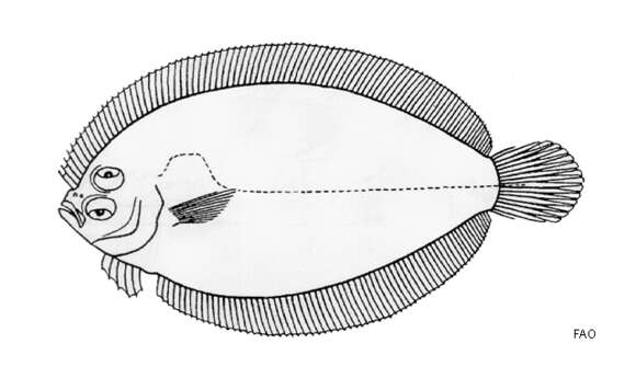 Image of Bleeker&#39;s flounder