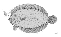 Sivun Asterorhombus cocosensis (Bleeker 1855) kuva