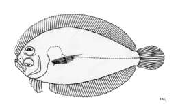 Sivun Asterorhombus cocosensis (Bleeker 1855) kuva