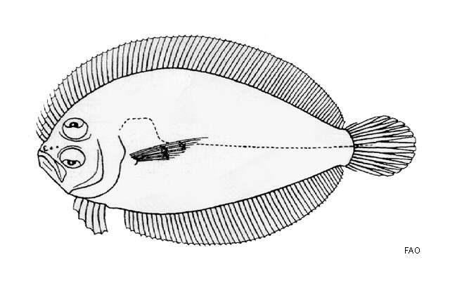 Sivun Asterorhombus cocosensis (Bleeker 1855) kuva