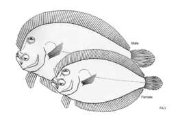 Plancia ëd Engyprosopon latifrons (Regan 1908)