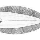 Image of Clear fin-base flounder