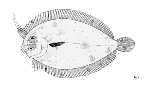 Image of Grammatobothus