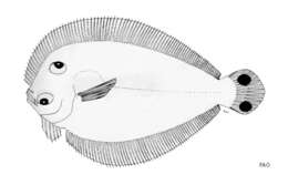 Image of Tail-spots flounder