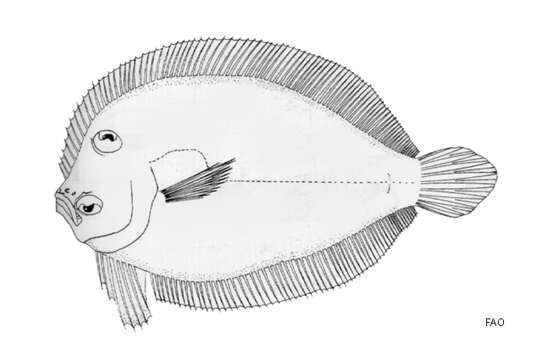 Image of Seven pelvic ray flounder