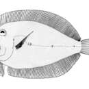 Image of Long snout flounder