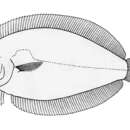 Image of Engyprosopon mogkii (Bleeker 1854)