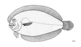 Plancia ëd Engyprosopon mogkii (Bleeker 1854)