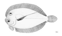 Image of Long pectoral fin flounder