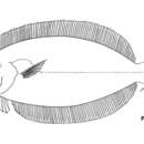 Image of Fowler&#39;s variegated flounder