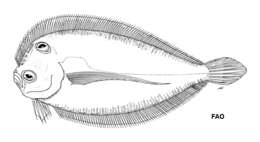 Image of Tosarhombus neocaledonicus Amaoka & Rivaton 1991