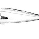 Image of Dark fin cusk eel
