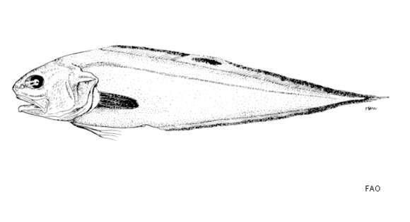 Image of Dark fin cusk eel