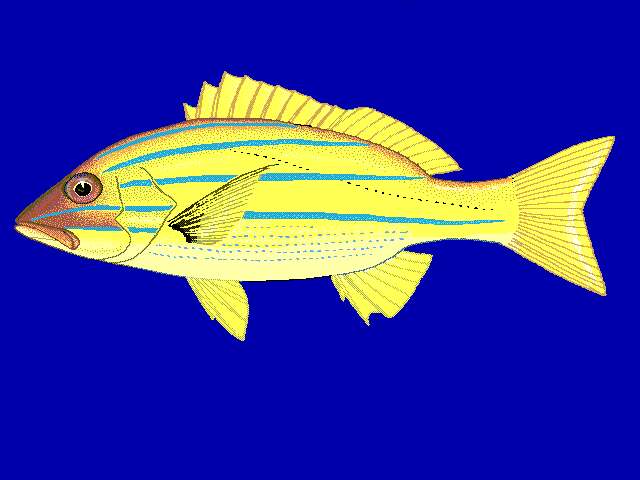 Image of Bluestripe snapper