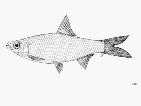 Image of Clupeoides