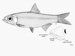 Clupeoides hypselosoma Bleeker 1866的圖片