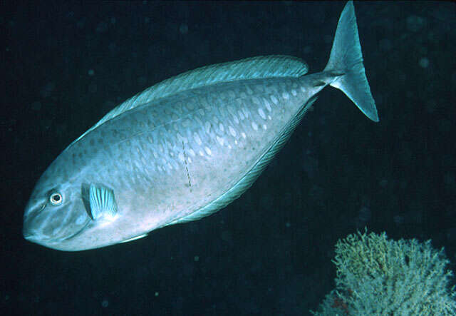 Image of Gray Unicornfish