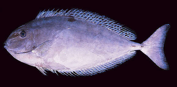 Image of Gray Unicornfish