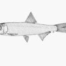 Image of Papuan river sprat