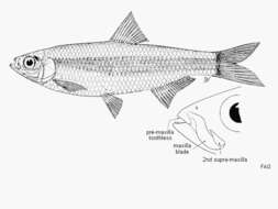 Слика од Clupeoides venulosus Weber & de Beaufort 1912