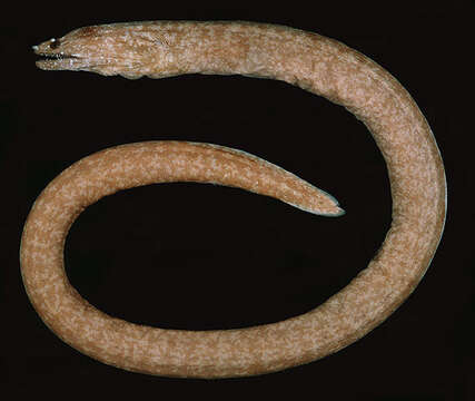 Image of Barlip reef-eel