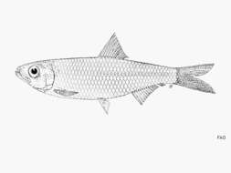 Imagem de Clupeichthys aesarnensis Wongratana 1983