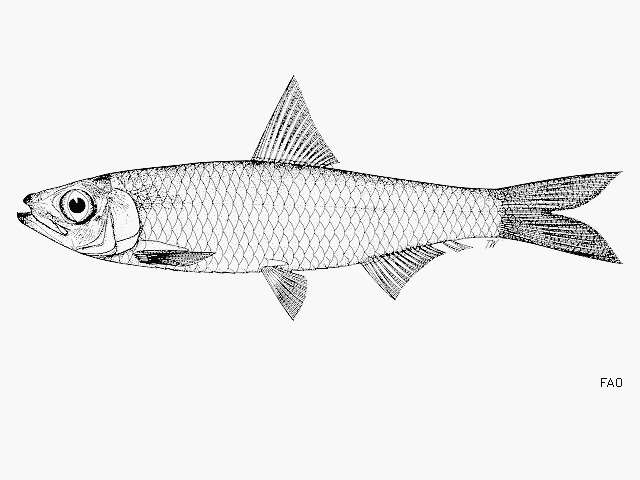 Plancia ëd Clupeichthys bleekeri (Hardenberg 1936)