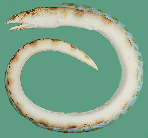 Image of Blotched snake-eel
