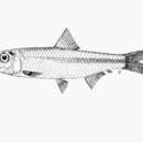 Plancia ëd Clupeichthys goniognathus Bleeker 1855