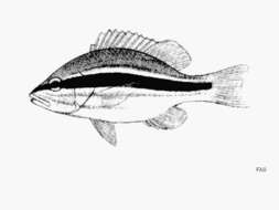 Image of Darktail seaperch