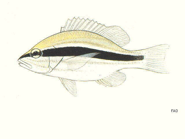 Image of Darktail seaperch