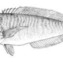 Image of Bankslope tilefish