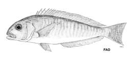 Image of Bermuda tilefish