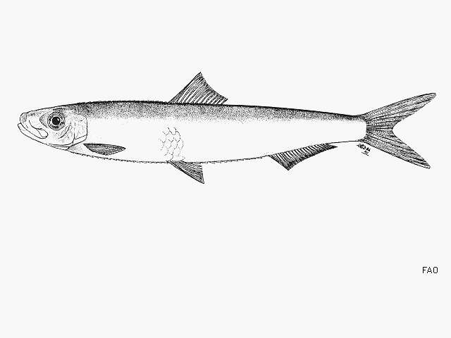 Image of Glassy sprat