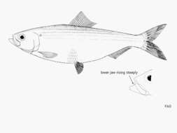 Image of Blueback Herring