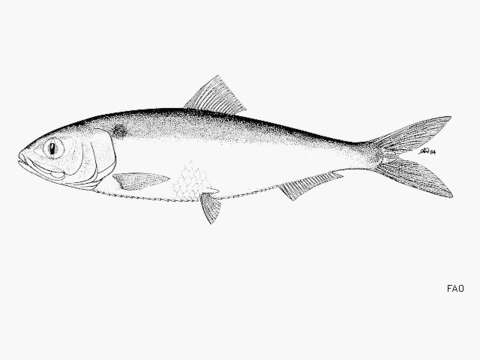 Image of Caspian Marine Shad