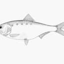 Image of Caspian shad