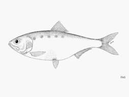 Image of Caspian shad